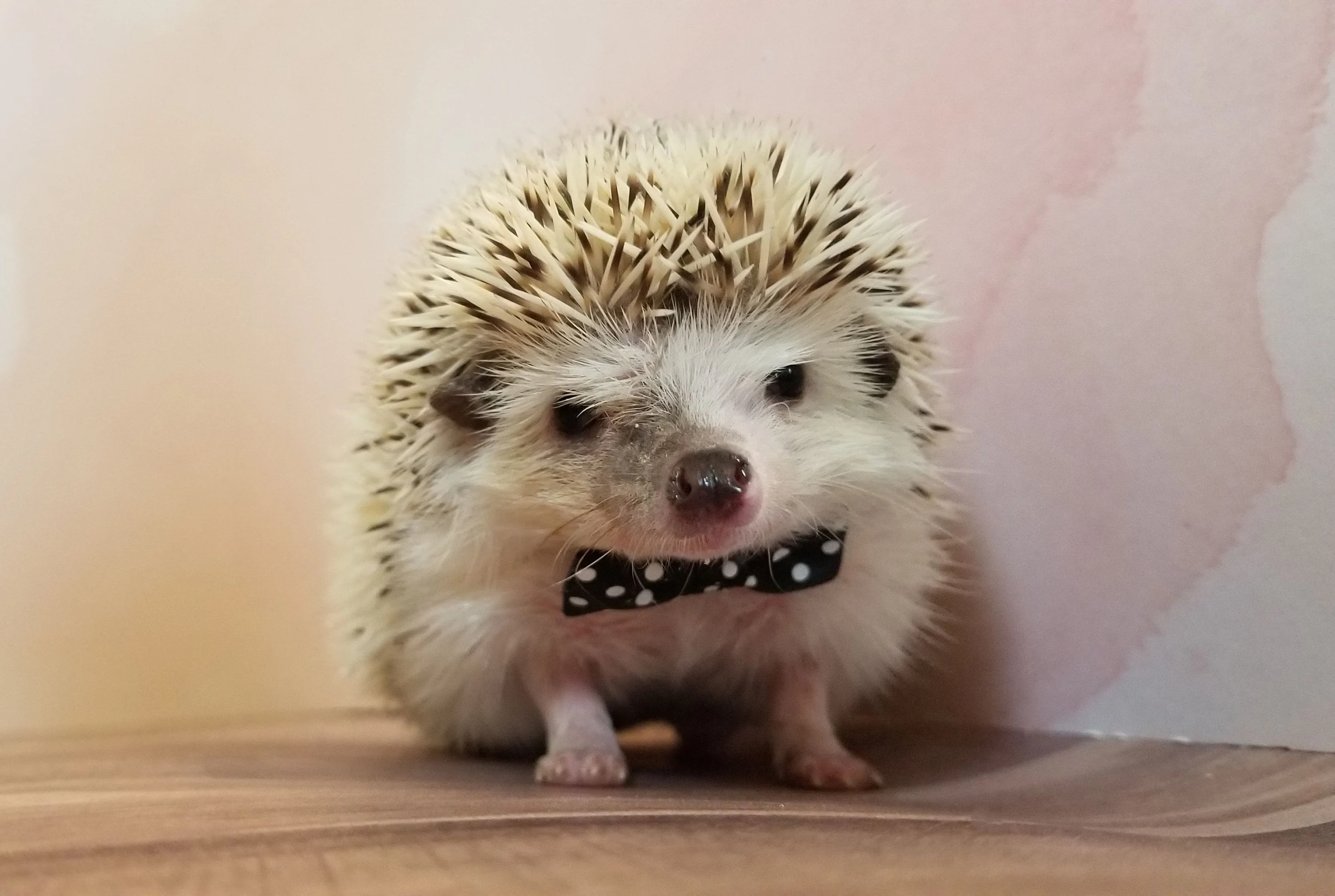 Hedgehog